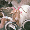 Tasty Buy Product: Farmers find success making the most of goat milk